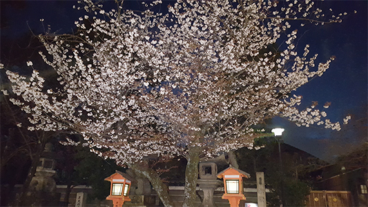 Cerisier en fleur pendant le Hanami à Kyoto