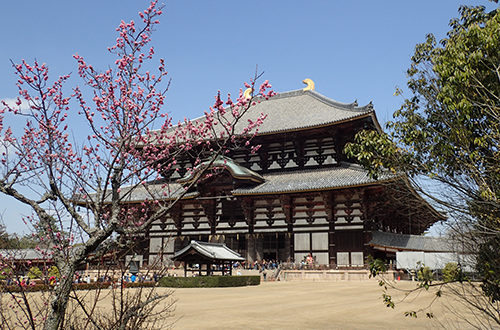 Le temple Todai-ji et ses premiers cerisiers en fleurs pendant le Hanami